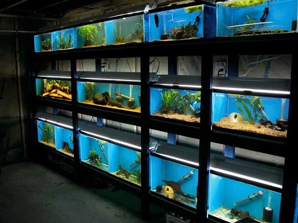 Freshwater Aquarium Stores in Toronto (and Surrounding Areas) | Infolific