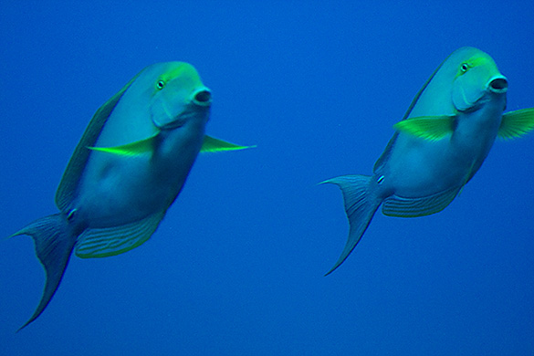 Synchronized Fish