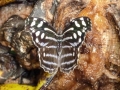 p1050551_800x600