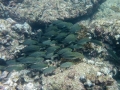 p1040995_800x600