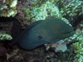 alfonsator_131916386_b75b47eefd_b