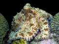 laszlo-photo_96632753_c8718cf908_o