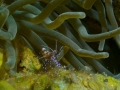 sealifecameras_6893684942_f6db49ce83_b
