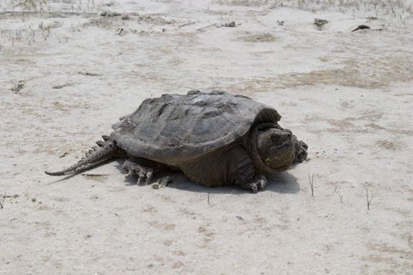 sand turtle
