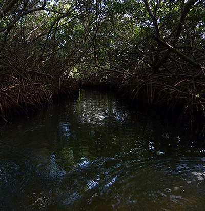 View of the Mangroves from a Kayak