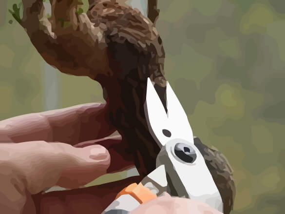 Pruning a Bonsai with Scissors
