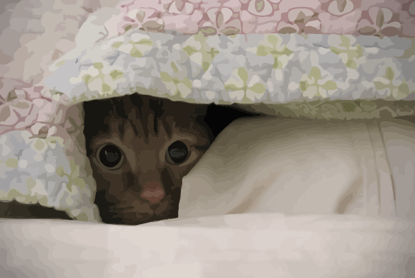 Cat Hiding