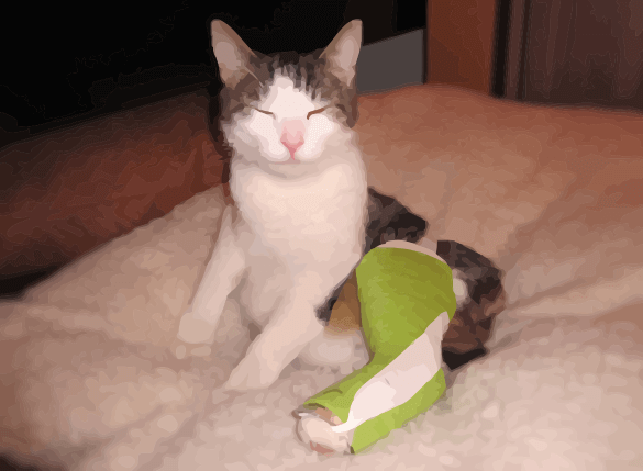 Cat With Broken Leg