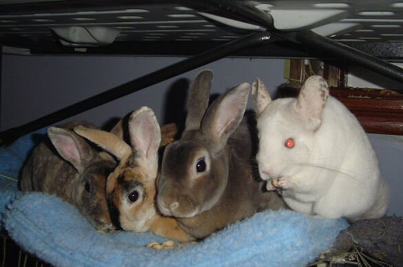 chinchilla with rabbits
