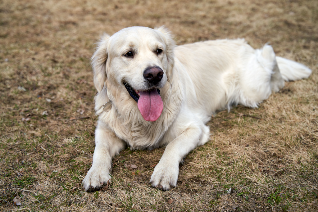 Golden Retriever lying on grass outdoors.