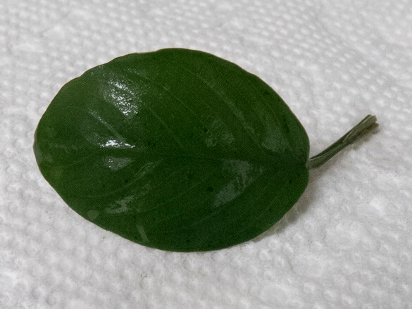 Anubias Leaf After Scud Cleaning