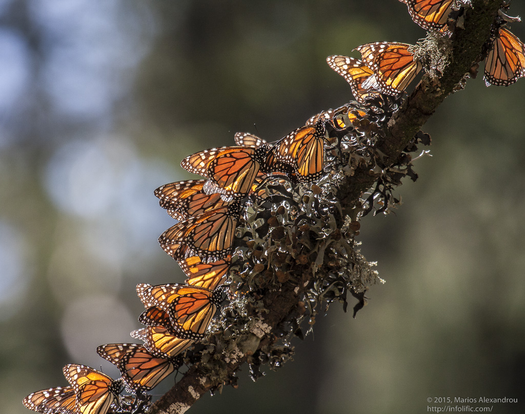 Monarch Butterflies on a Branch