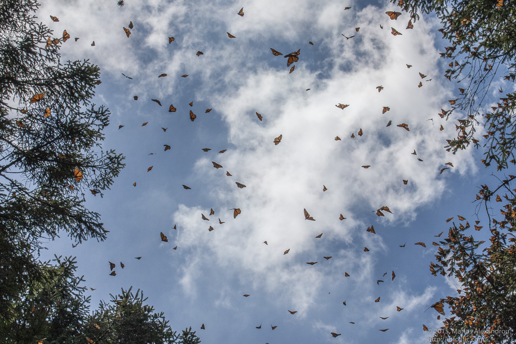 Monarch Butterflies in Flight