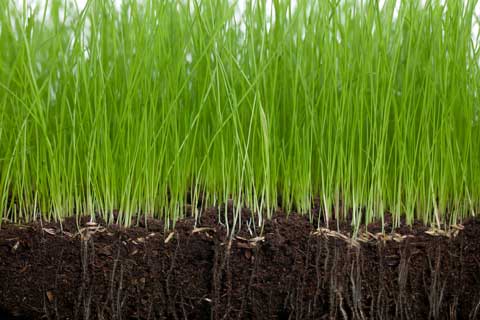 Good Soil for Healthy Lawns