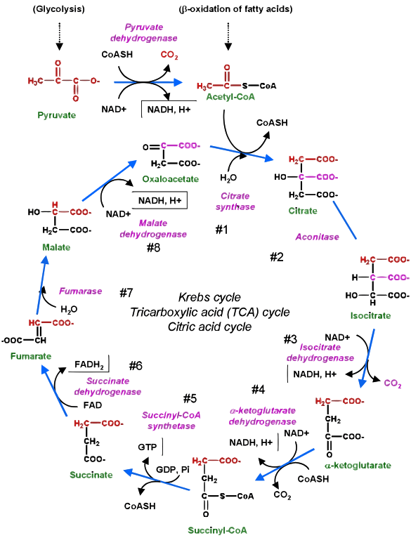Diagram of Kreb's Cycle