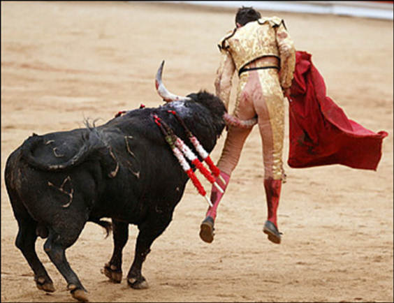 Bull Fighting Injury