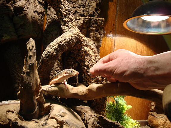 Feeding Plated Lizard by Hand