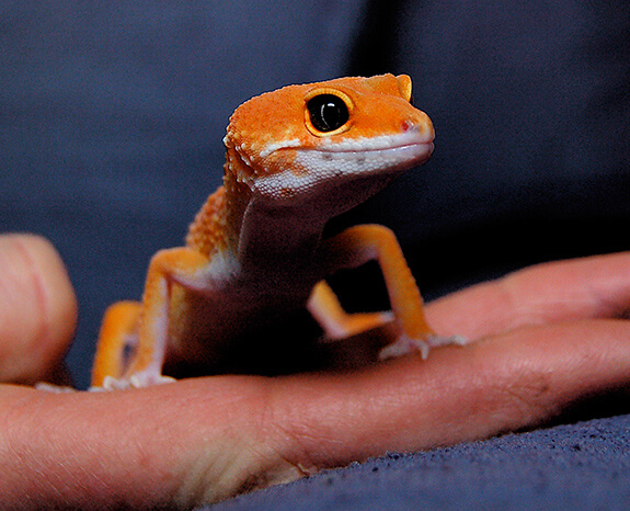 Gecko on Hand