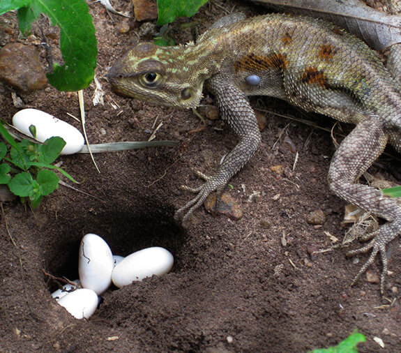 Lizard Laying Eggs
