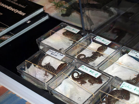 Pictus Geckos for Sale