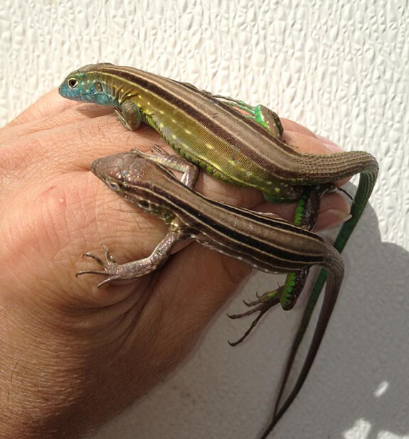 Rainbow Whiptail Lizards