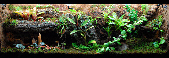 Terrarium with Many Plants
