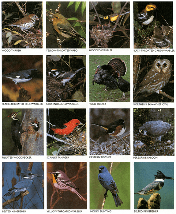 Birds of the Great Smoky Mountains