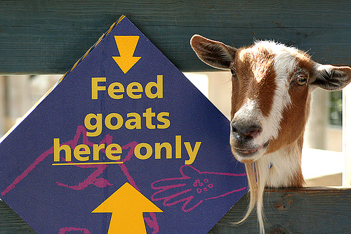 15 Funny Animal Signs Infolific