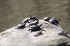 Many Turtles on a Rock