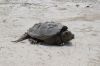 Snapping Turtle on Sand