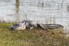 Crocodile Sunbathing