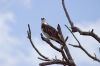 Bird of Prey on Tree Branch