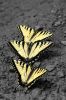 3 Yellow Swallowtails