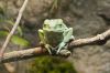 Green Frog on Branch