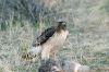 Red-Tailed Hawk on Ground