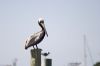 Pelican on Wooden Post