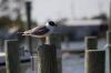 Seagull at Marina