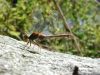 Dragonfly on Rock