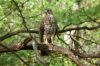Hawk on Tree Branch
