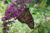 Monarch Butterfly Hanging from Flower