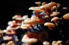 Cluster of Mushrooms