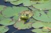 Frog on Lily Pads