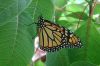 Monarch Butterfly on Leaf