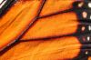 Monarch Butterfly Wing Closeup