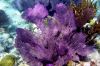 Purple Underwater Plant