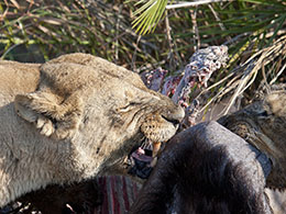 Lioness Feasting on a Buffalo