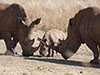 Rhinos with Baby