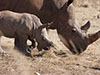 Rhino Adult Beside Baby