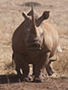 Rhino Head On