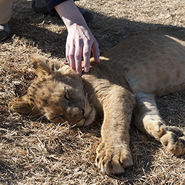 Petting a Lion Cub at a Preserve